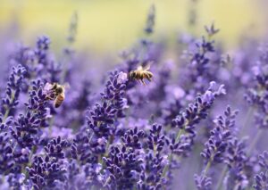Bee removal, home inspector training Texas