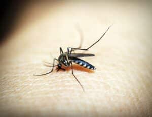 Mosquito, home inspector training texas